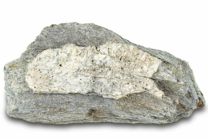 Dinosaur (Triceratops) Bone Section - Montana #312303